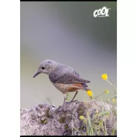 FÜZET A/4 VICTORIA COOL 80L. BIRDS VONALAS ISVFC102